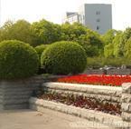 绿化养护_绿化养护供货商_供应上海全年绿化养护管理公司、上海广场绿化养护_绿化养护价格_上海康馨园林(晨苏实业)