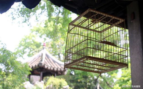 百余件鸟笼艺术精品亮相苏州古典园林怡园