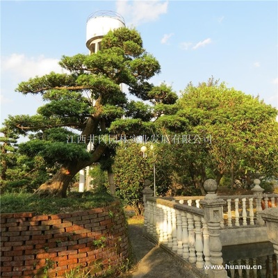 【罗汉松供应|精品苗木、工程苗木江西井冈园林实业发展商铺