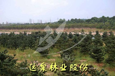 直生五针松|直生五针松价格-江西远泉实业集团公司-中华园林网