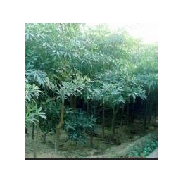 广东华美霖园林实业