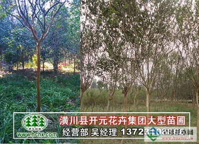 河南广玉兰_潢川广玉兰-河南开元园林生态实业|全球花木网提供