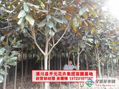 河南广玉兰_潢川广玉兰-河南开元园林生态实业|全球花木网提供