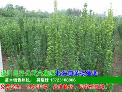 河南开元园林生态实业