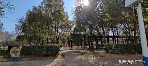 合肥骆岗中央公园北侧唯一商品住宅,实探外拙内秀的信达银杏尚郡