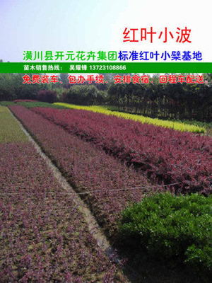 【红叶小檗,紫叶小檗,红叶小波,河南红叶小檗,潢川红叶小檗】价格,厂家,图片,灌木,河南开元园林生态实业-