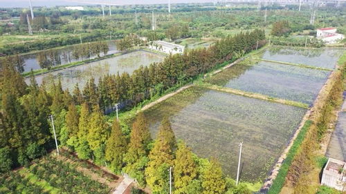 国庆将部分开放 长兴岛郊野公园的花溪湖游客中心提质升级完成