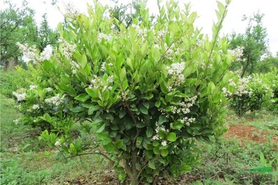 优质园林绿化苗木供应 大叶女贞、小叶女贞球、金森女贞及其球型品种